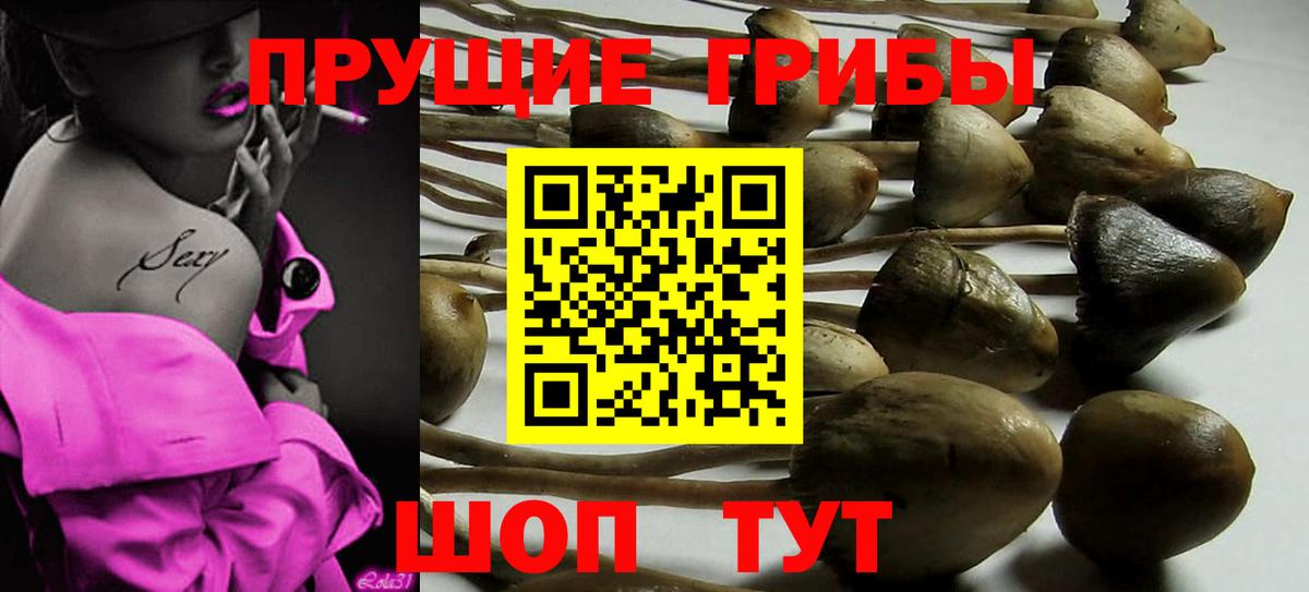Галлюциногенные грибы Psilocybe Ишимбай